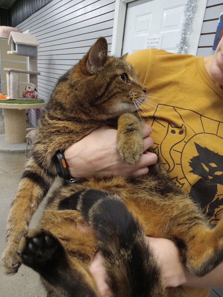 MUFASA - Domestic Short Hair available for adoption