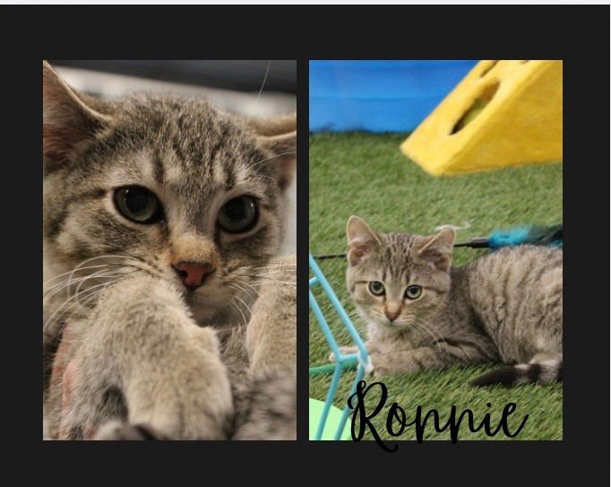 RONNIE- SHOP CAT - Domestic Short Hair available for adoption