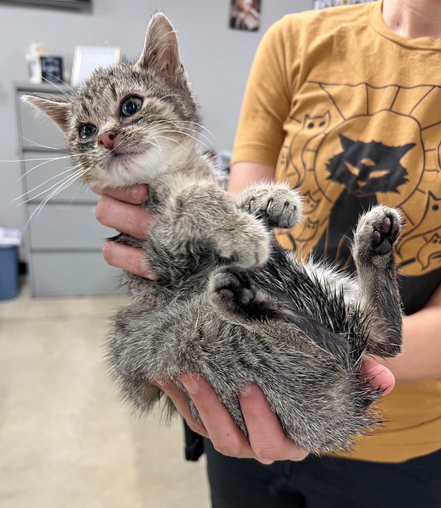 RONNIE- SHOP CAT - Domestic Short Hair available for adoption
