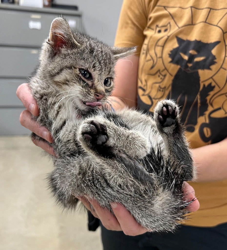 Ronnie- shop cat - Photo 3