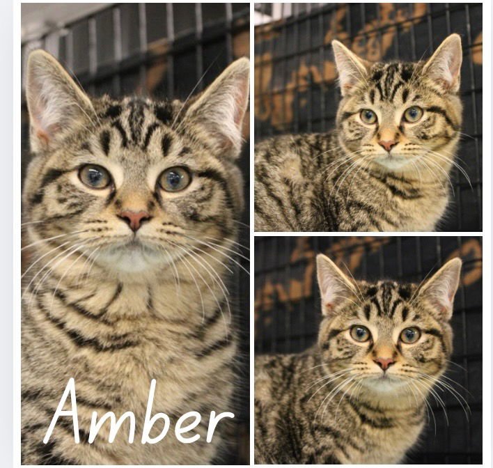 AMBER - Domestic Short Hair available for adoption