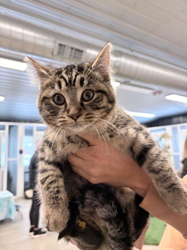AMBER - Domestic Short Hair available for adoption
