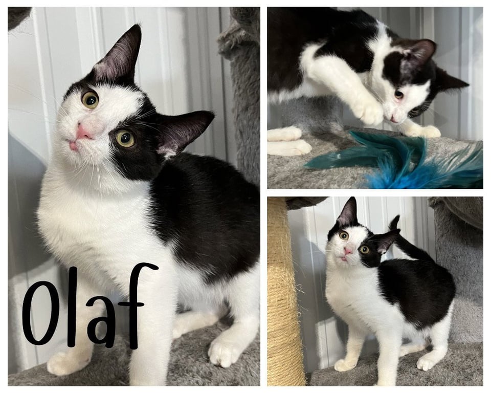 Olaf Image