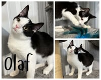 Olaf - Photo 1
