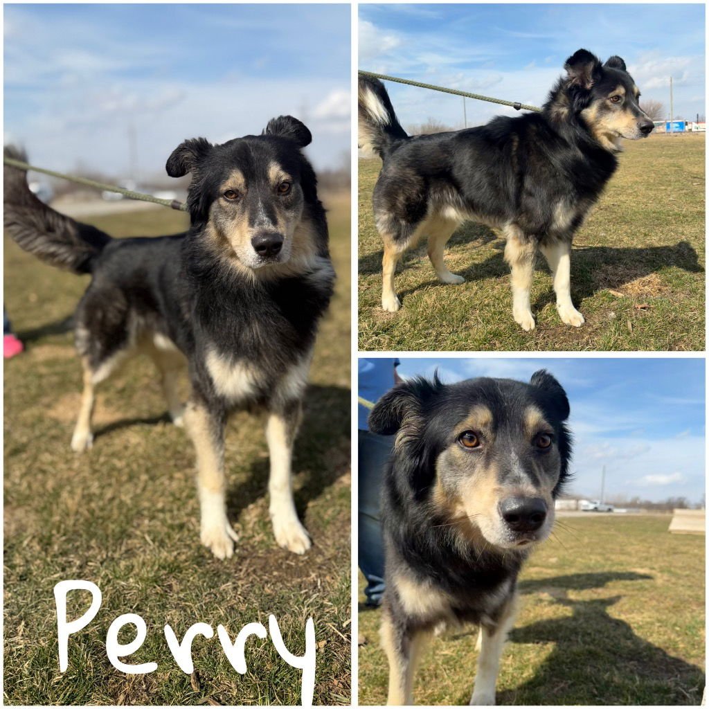 PERRY - Australian Shepherd for adoption in Fort Wayne