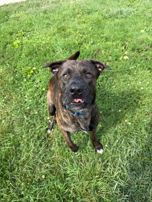 MAVERICK - Labrador Retriever available for adoption