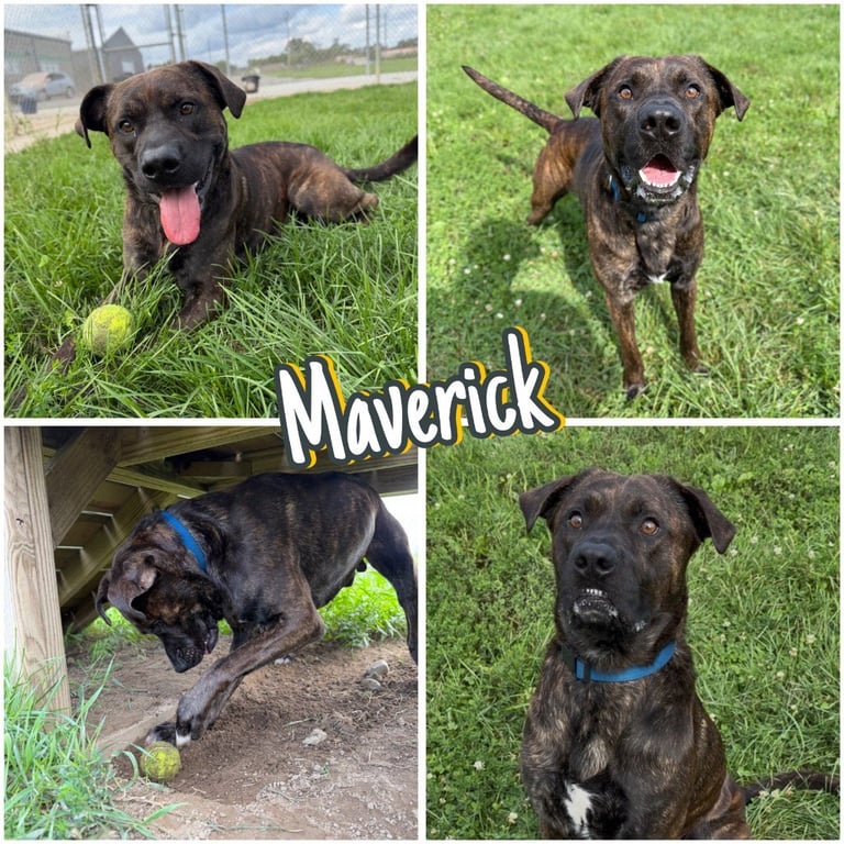 Maverick Image