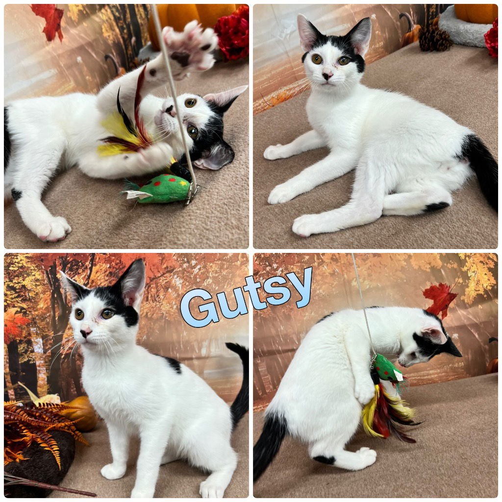 GUTSY - Domestic Short Hair available for adoption
