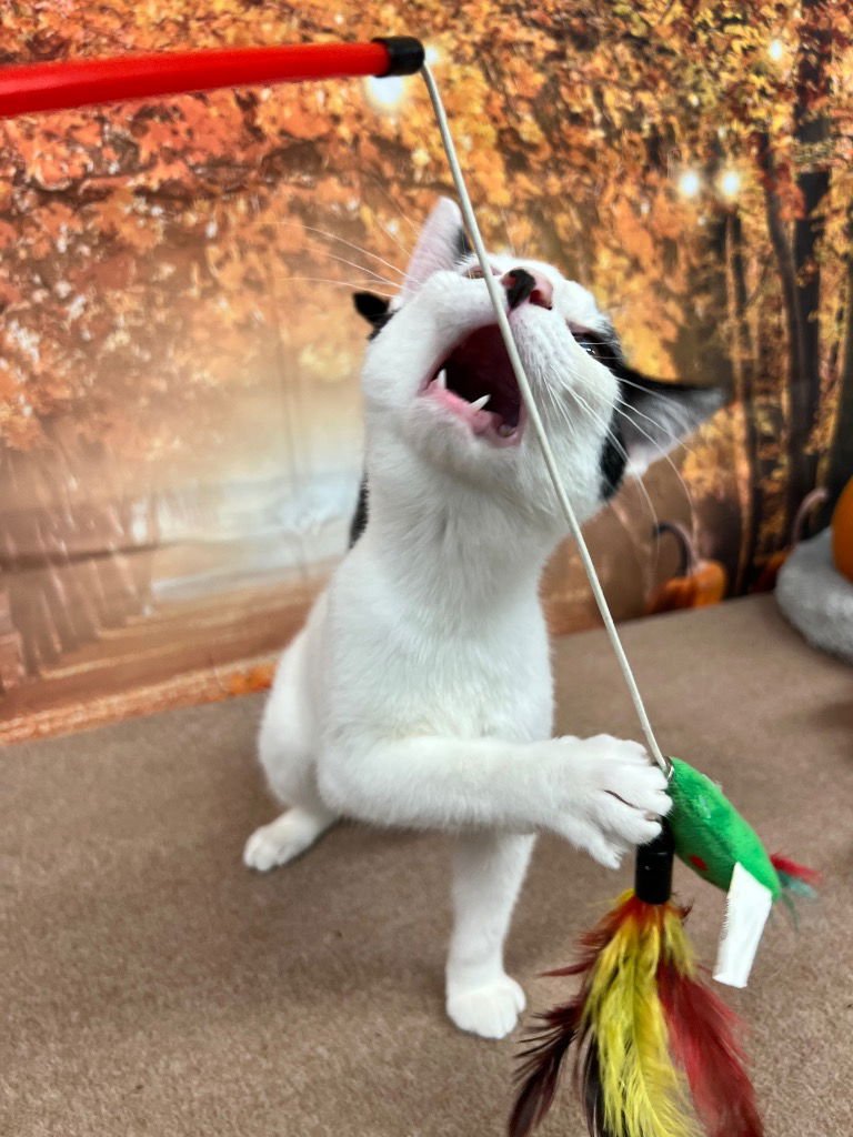 GUTSY - Domestic Short Hair available for adoption