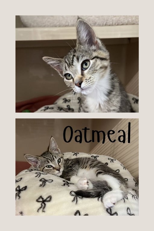 Oatmeal Image
