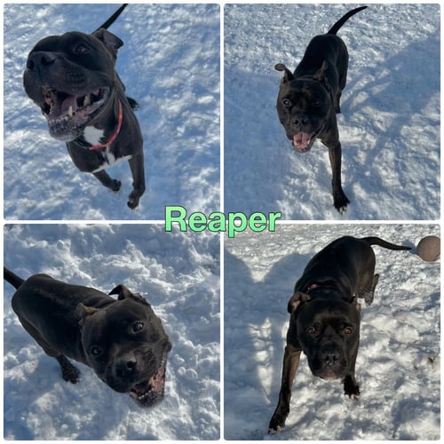 REAPER - Boxer / American Staffordshire Terrier for adoption in Fort Wayne