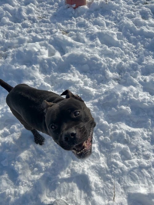 REAPER - Boxer / American Staffordshire Terrier available for adoption