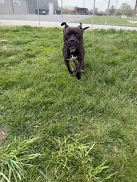 Reaper - Long Term Resident - Fee Waived - Photo 3
