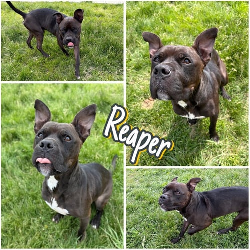 REAPER - LONG TERM RESIDENT - FEE WAIVED - Boxer / American Staffordshire Terrier for adoption in Fort Wayne