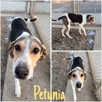 Petunia - Photo 1