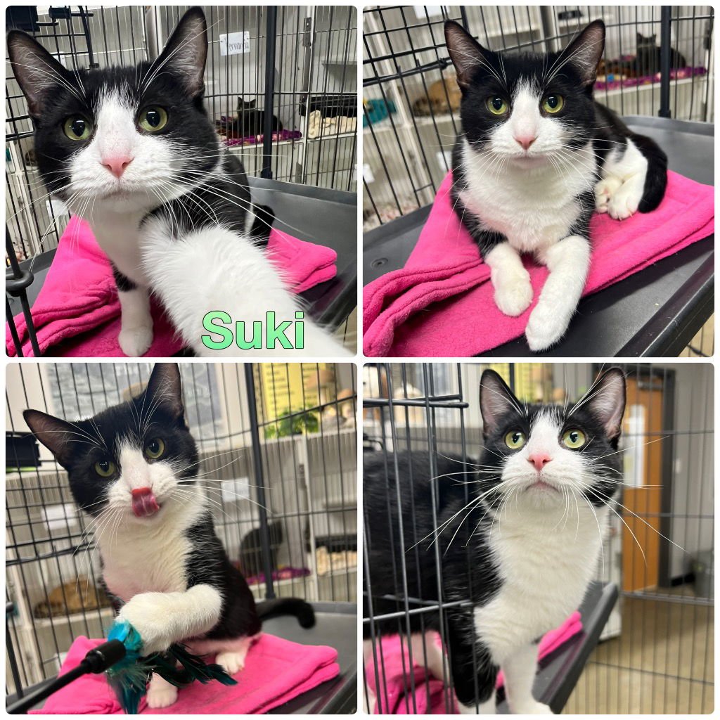 SUKI - Domestic Short Hair available for adoption