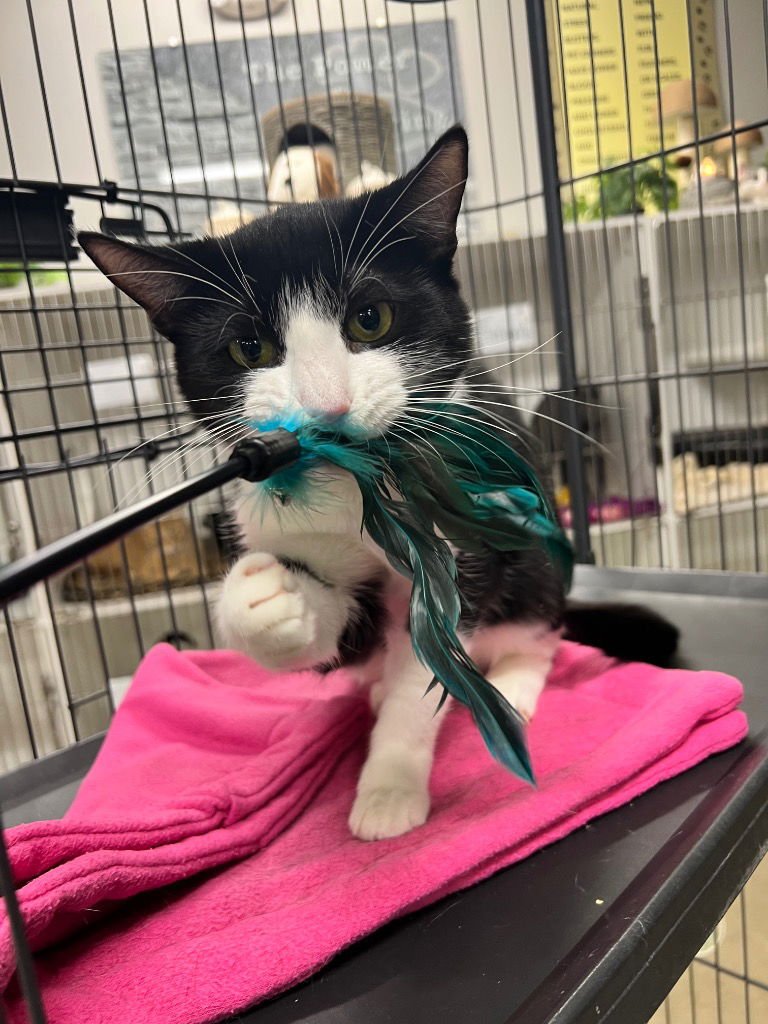 SUKI - Domestic Short Hair available for adoption