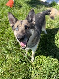 Atlas - Long Term Resident Sponsored - Photo 3
