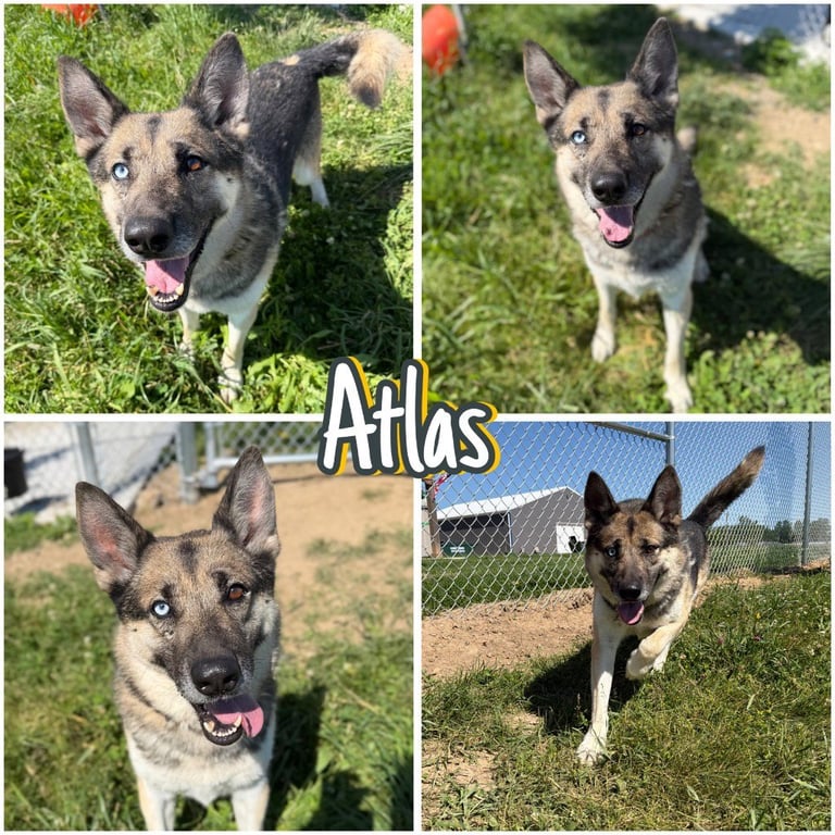 Atlas - Long Term Resident Sponsored Image