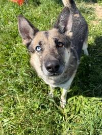 Atlas - Long Term Resident Sponsored - Photo 2