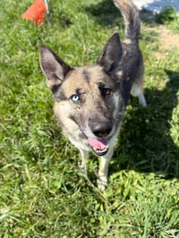 Atlas - Long Term Resident Sponsored - Photo 4