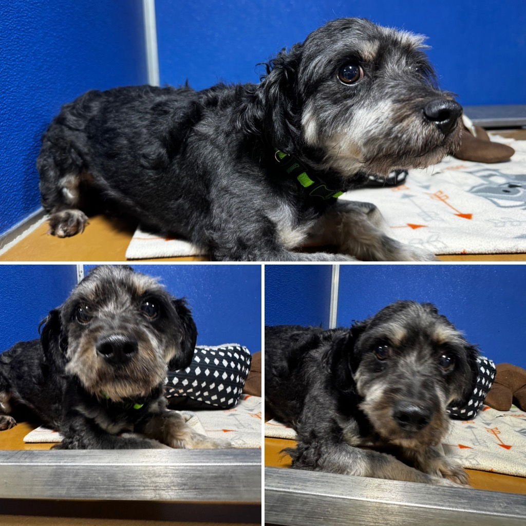 SCRUFFY - Havanese available for adoption