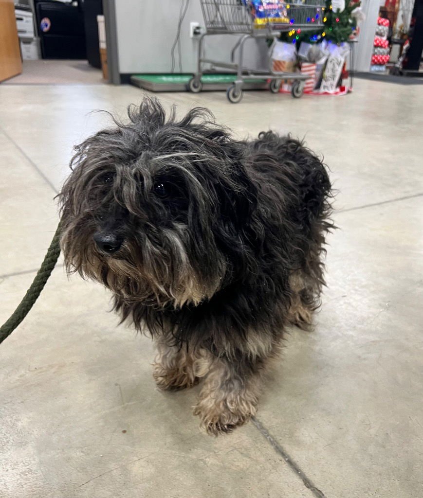 SCRUFFY - Havanese available for adoption