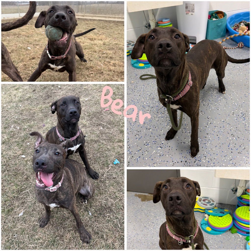 BEAR - American Staffordshire Terrier / Labrador Retriever available for adoption