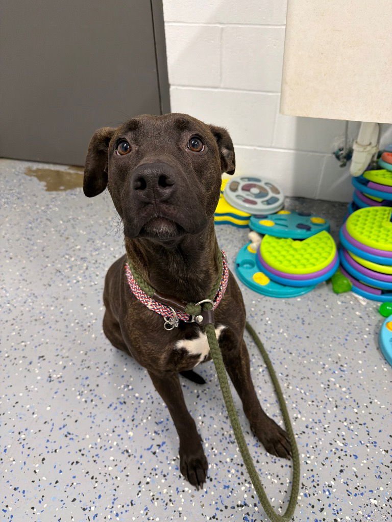 BEAR - American Staffordshire Terrier / Labrador Retriever available for adoption