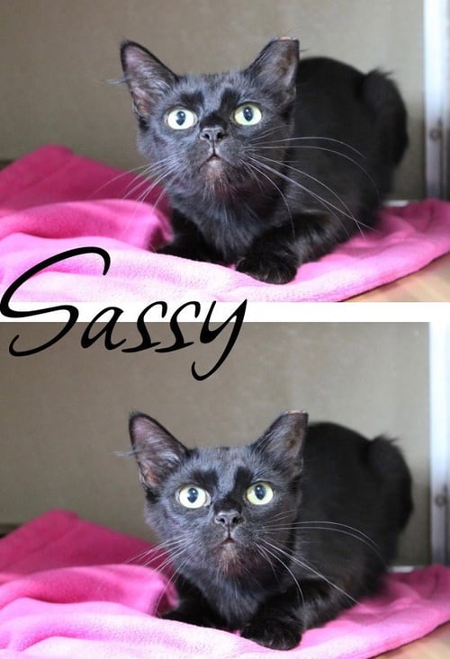 SASSY - Domestic Short Hair available for adoption