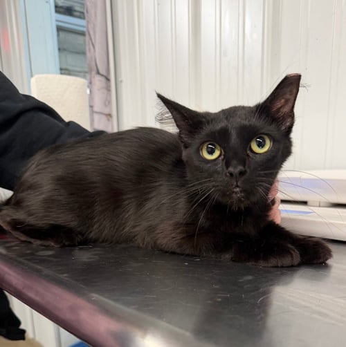 SASSY - Domestic Short Hair available for adoption