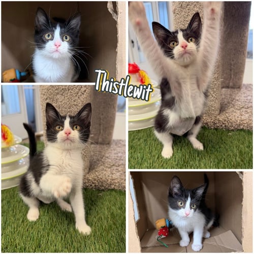 THISTLEWIT - Domestic Short Hair available for adoption