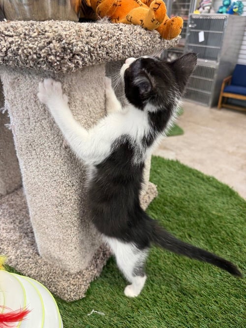 THISTLEWIT - Domestic Short Hair available for adoption