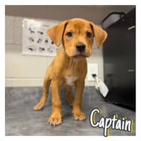 Captain - Photo 1