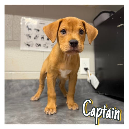 CAPTAIN - American Staffordshire Terrier available for adoption