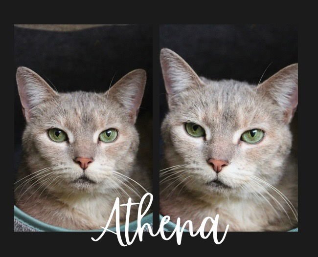 ATHENA - Domestic Short Hair available for adoption