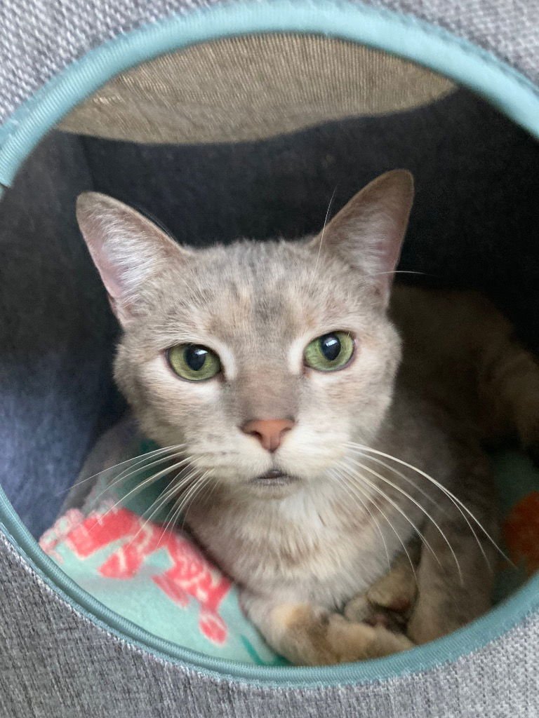 ATHENA - Domestic Short Hair available for adoption