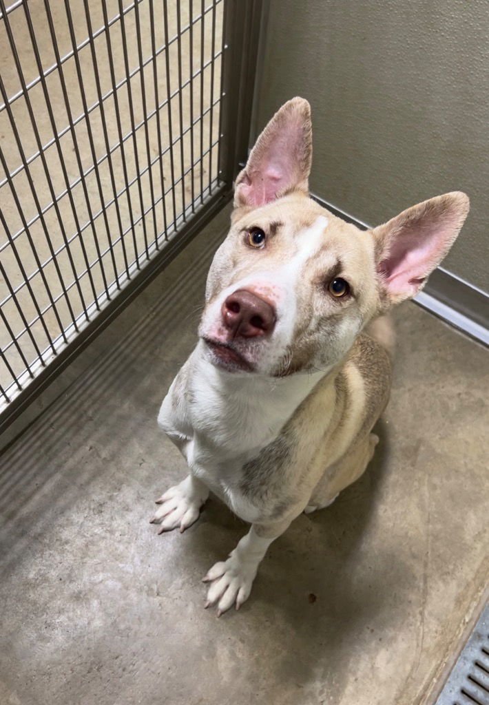 NIKO - Husky / American Staffordshire Terrier available for adoption