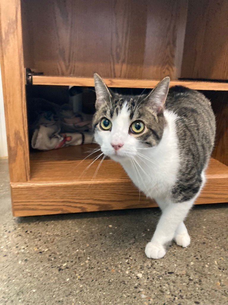 CUTIE (MICHAEL MEOWERS) - Domestic Short Hair available for adoption