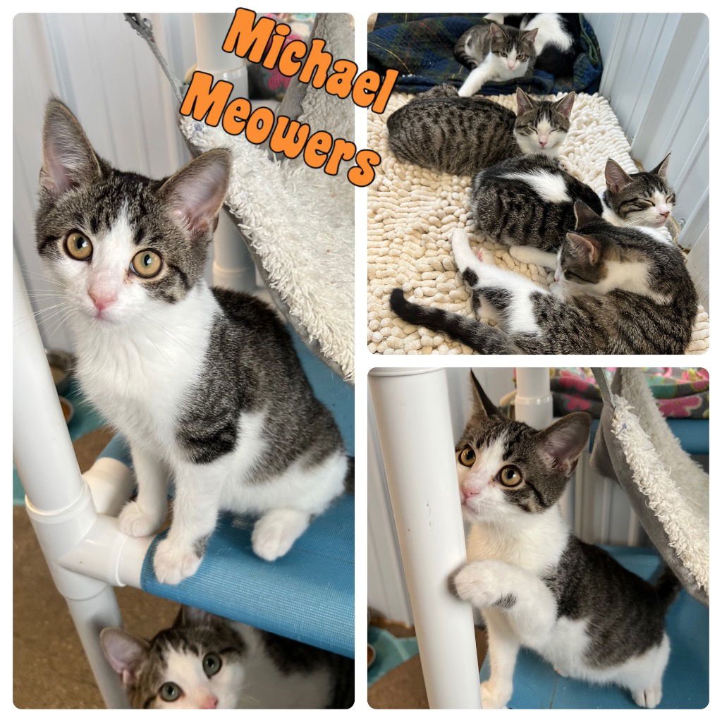 Cutie (Michael Meowers) - Photo 3