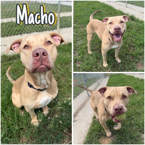 MACHO - American Staffordshire Terrier for adoption in Fort Wayne