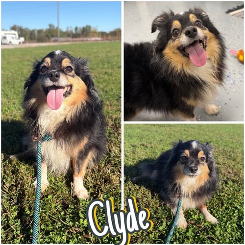 CLYDE - Pomeranian available for adoption