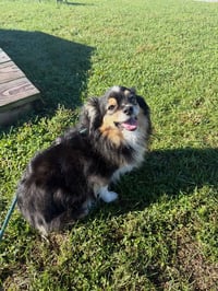 Clyde - Photo 2
