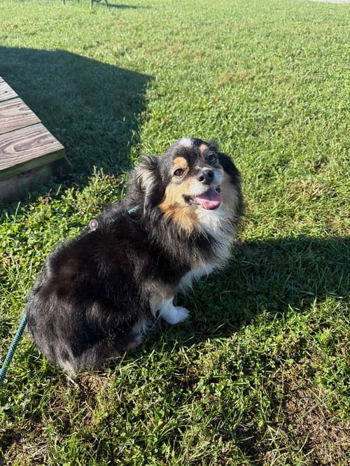 CLYDE - Pomeranian available for adoption