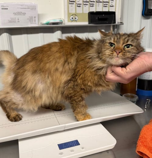 ASPEN - Domestic Long Hair available for adoption