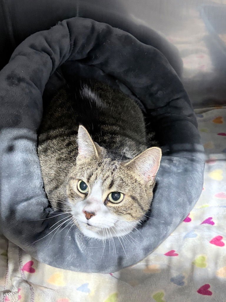 SISSY- SILO - Domestic Short Hair available for adoption