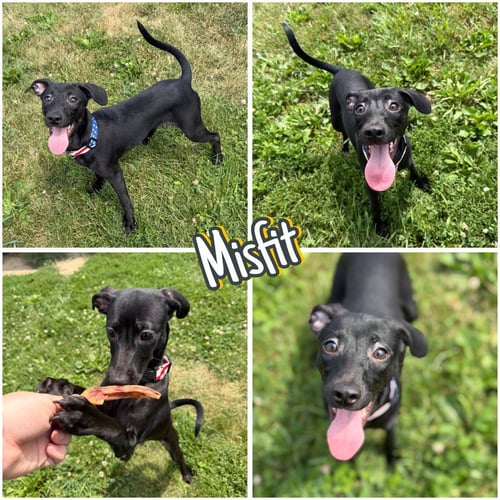 MISFIT - Terrier available for adoption