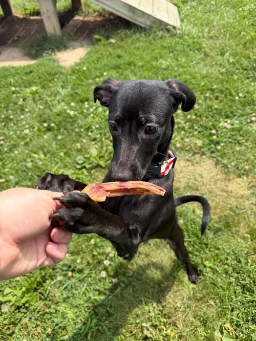 MISFIT - Terrier available for adoption