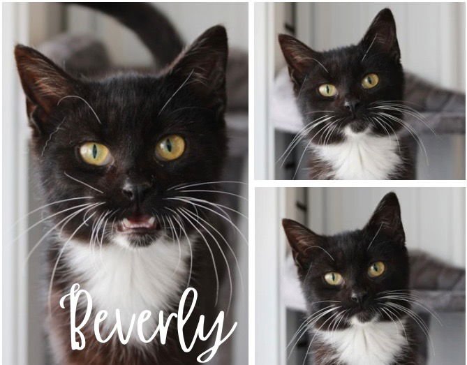 BEVERLY - Domestic Short Hair available for adoption