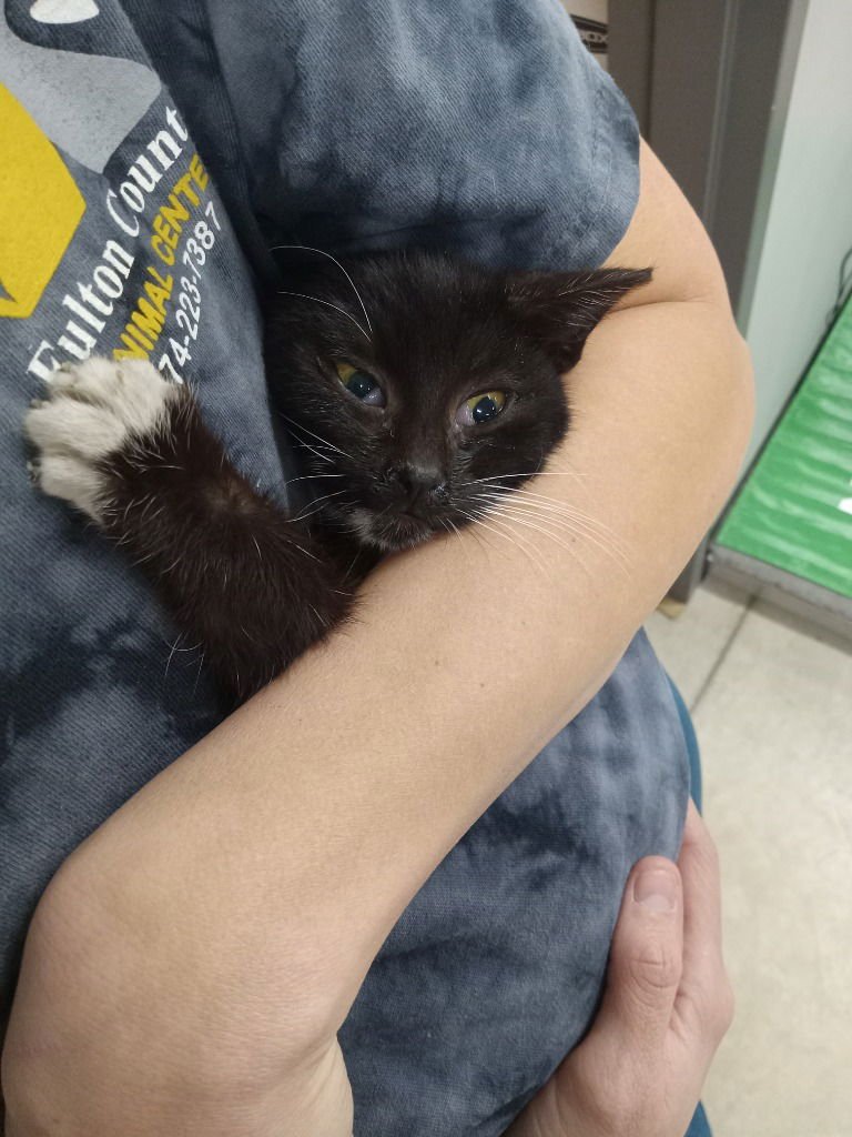 BEVERLY - Domestic Short Hair available for adoption